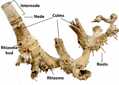 TN92 figure 1