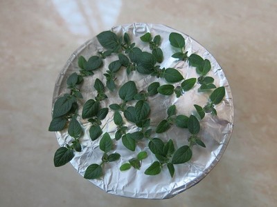 Potato AN32 Fig 5