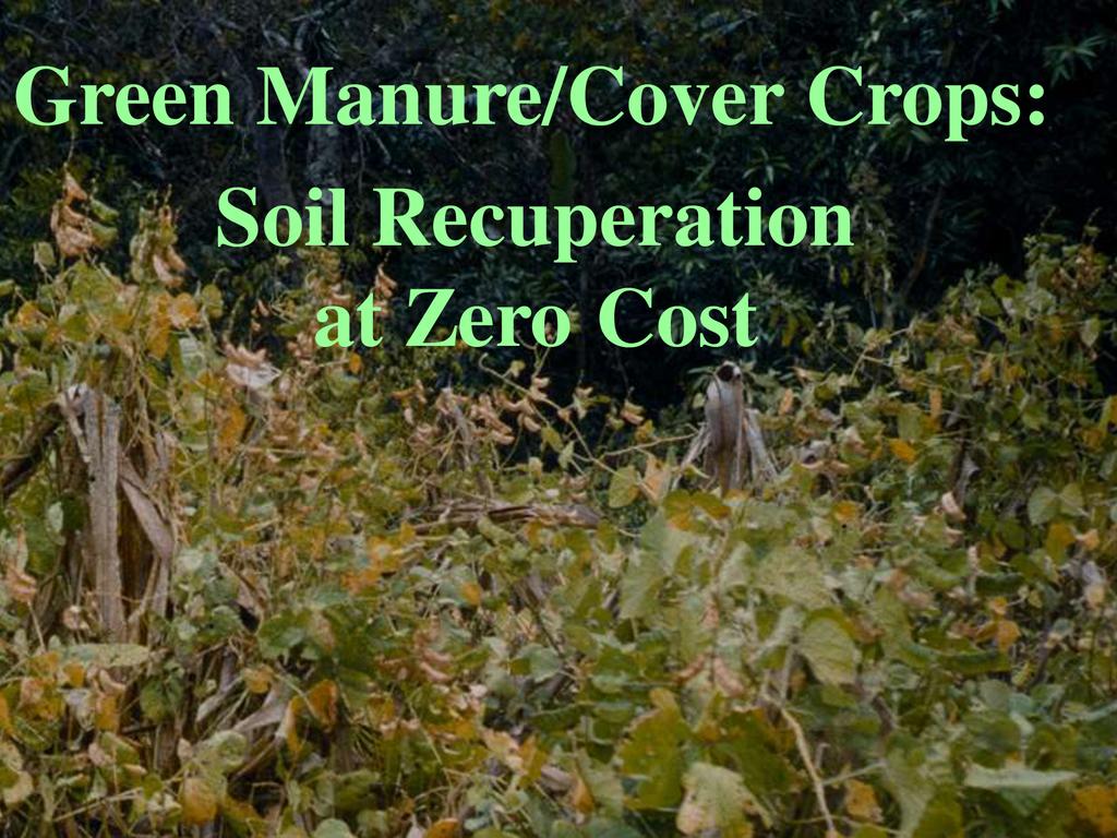 Green manure cover crops soil recuperation at zero cost 0