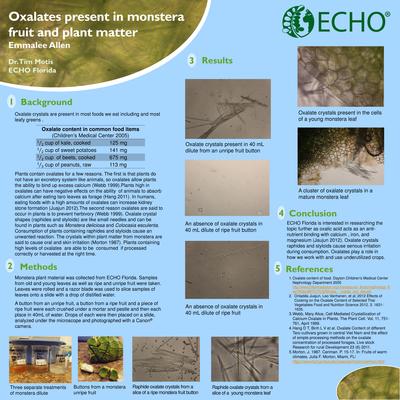 Ern 1 oxalates present in monstera fruit and plant matter thumbnail 0