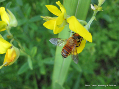 Bee gathering pollen at ECHO Asia