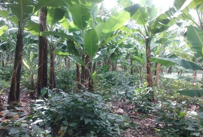 Banana planting with Jack Bean as a cover crop