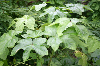 TN 59 Edible Hibiscus