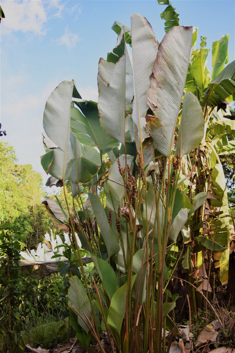 5 "Grow-Your-Own" Mulch Plants for the Tropics