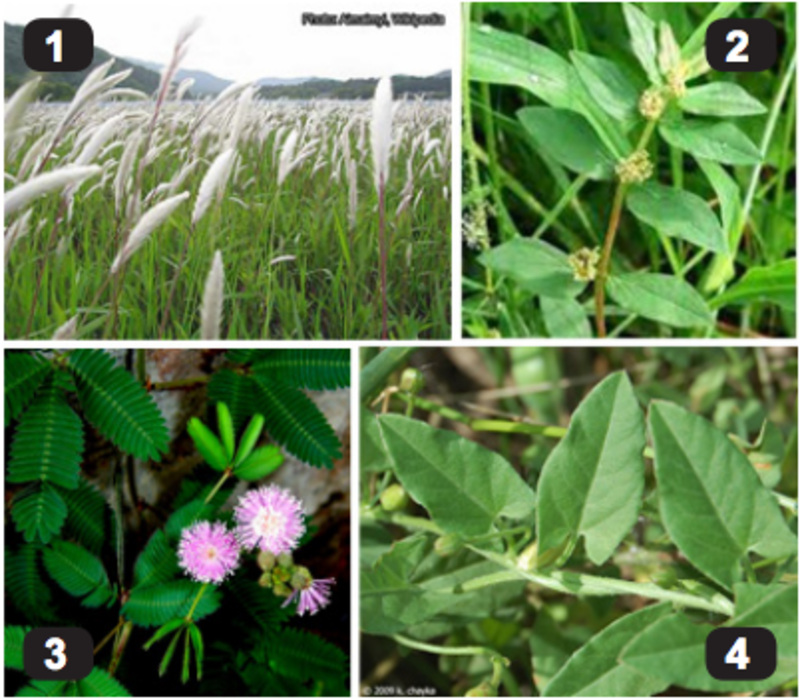 Alternative Herbicide Article EAN #26 H1