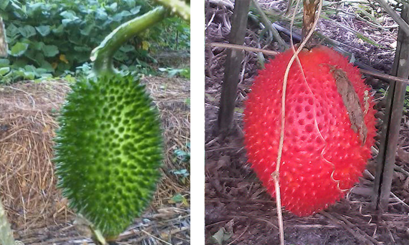 Gac Una Fruta Colorida Y Que Promueve La Salud Echocommunity Org