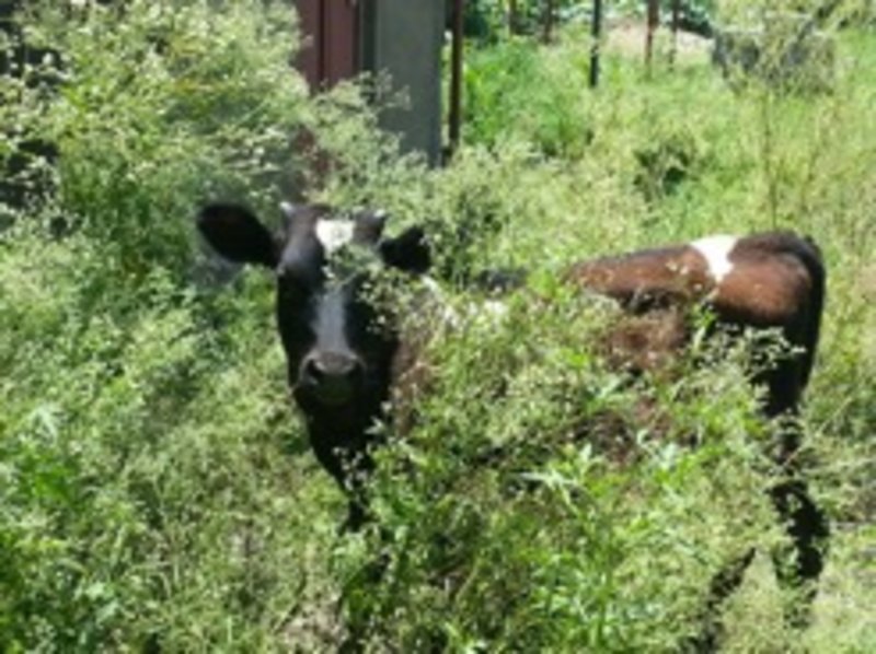 Cows grazing among Parthenium in Arusha, Tanzania