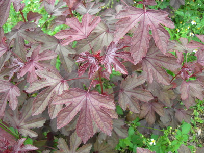 TN 59 Cranberry Hibiscus