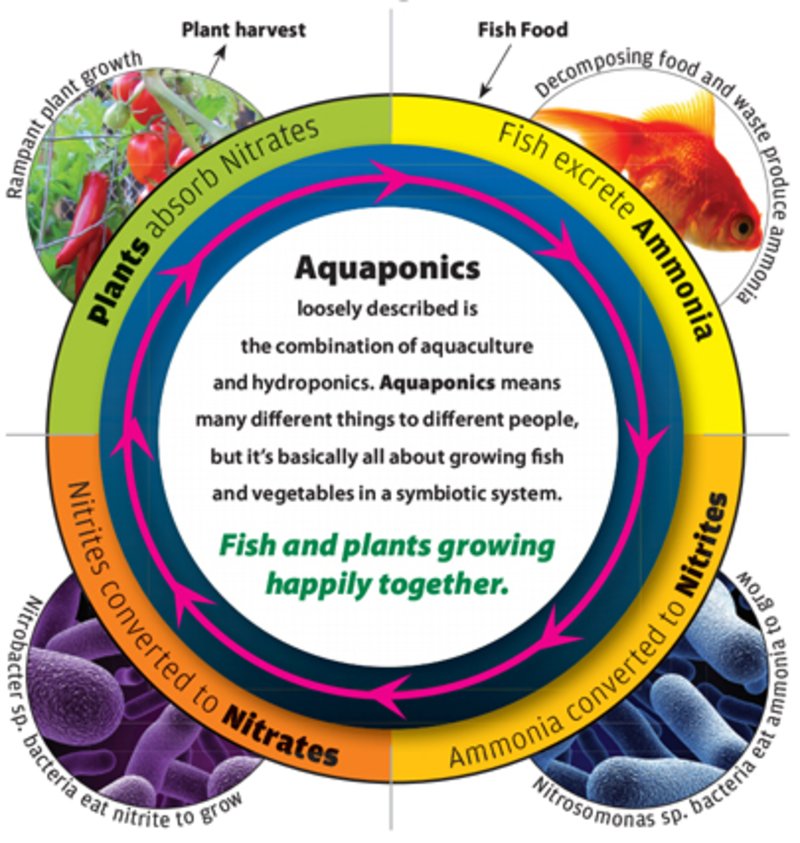 A low-cost concrete ring aquaponics system 1