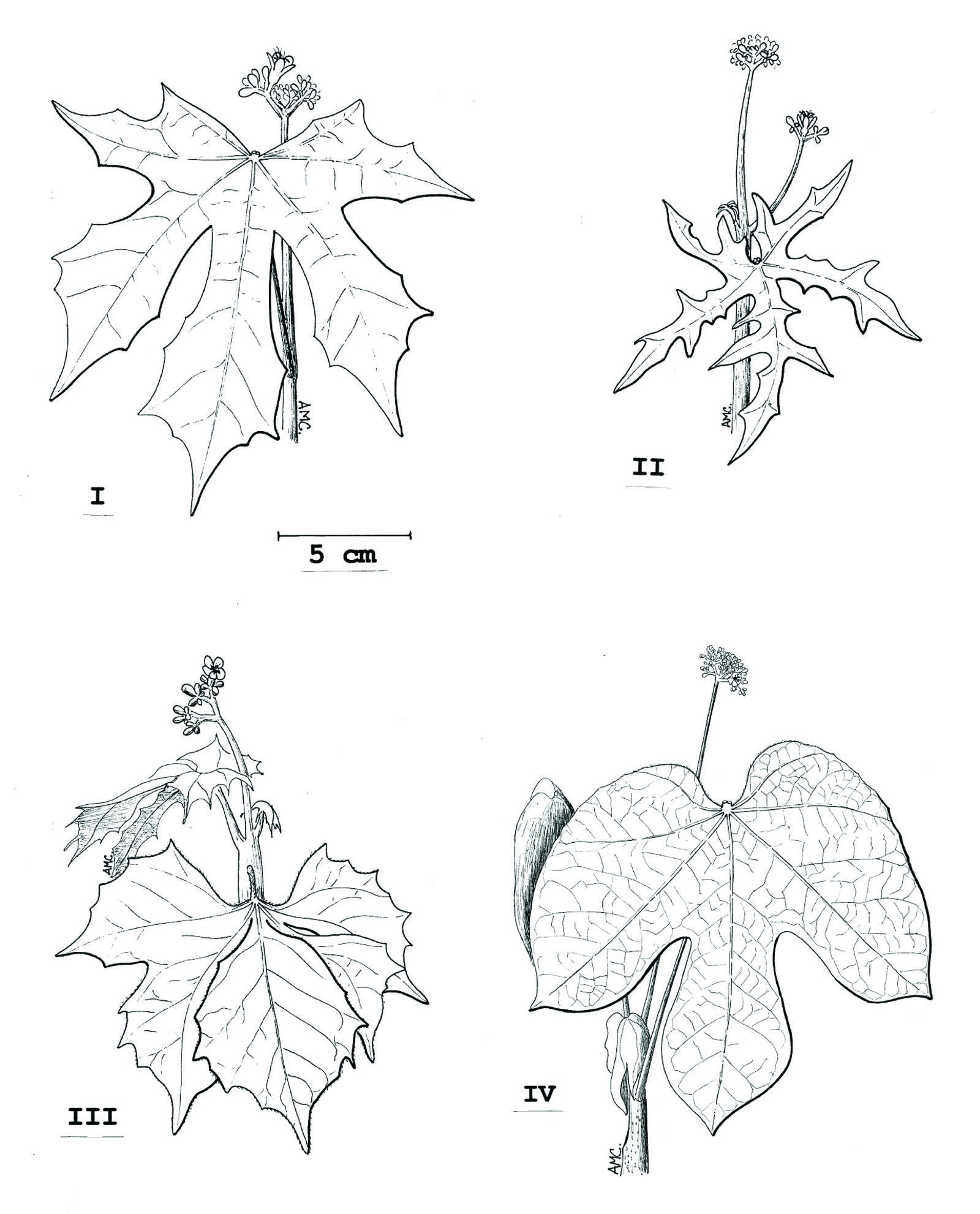 appendix fig