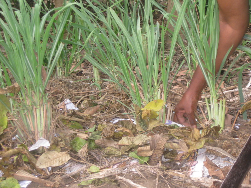 Paper Mulch as Soil Covering and Environmental Conservation