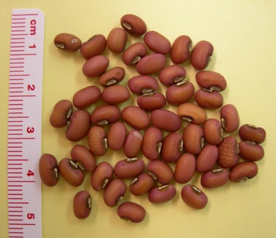 TN91 Adzuki beans