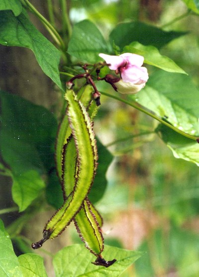 TN 59 Winged Bean 1