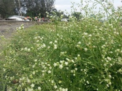 Parthenium hysterophorus growing outside of Arusha, Tanzania