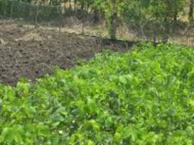 Velvet bean before turning into soil as fertilizer