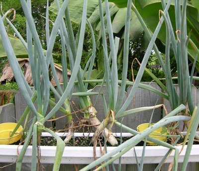 TN 59 Bunching Onions