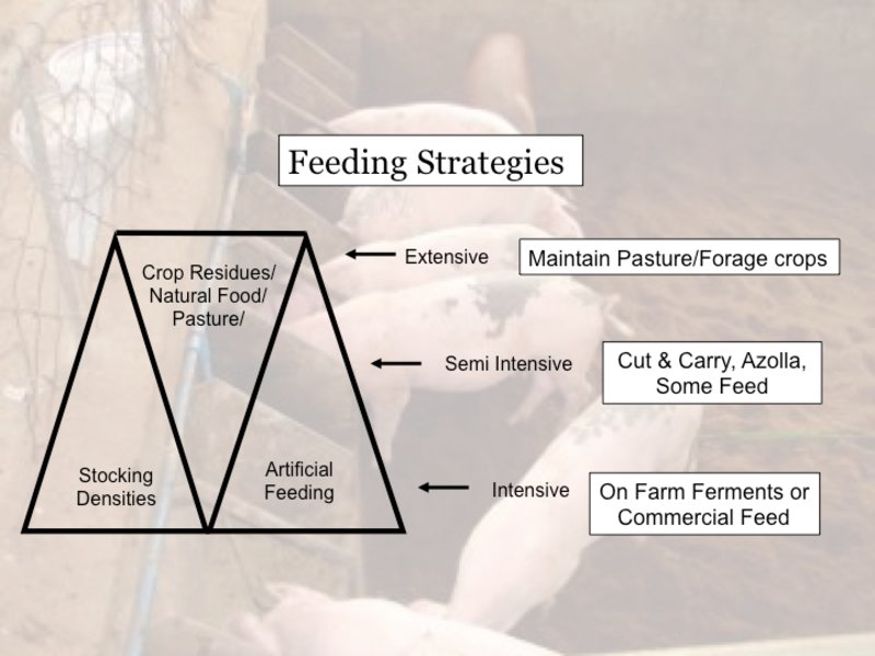 Hog Feed Production 1