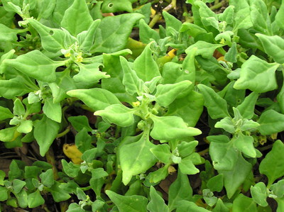 TN 59 New Zealand Spinach