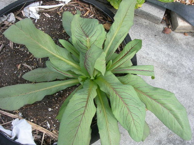 TN 59 Tropical Lettuce