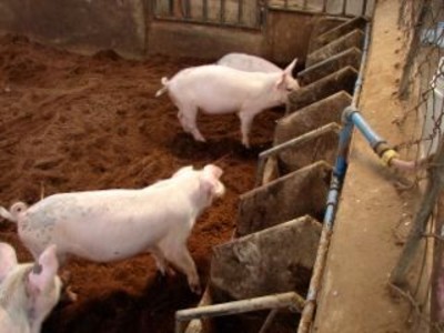 Hog Feed Production 3