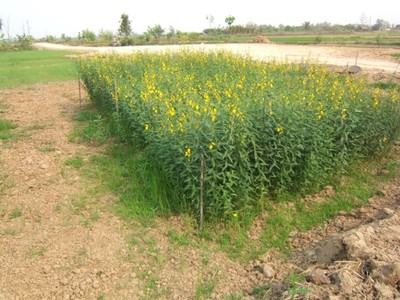 AN 3 Crotalaria juncea, a promising green manure crop for the tropics 2