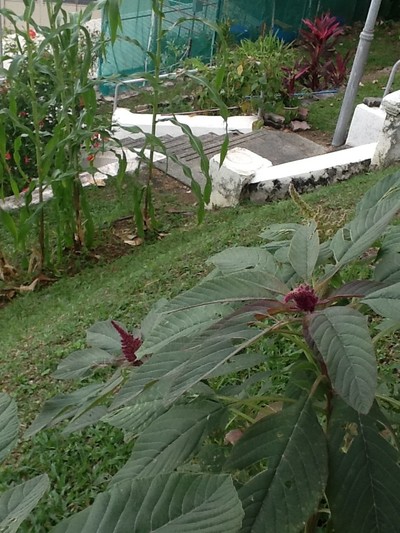 Garden at Dalat International School