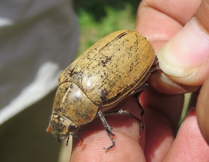 Fighting for Farms on the Island of Bali – Overcoming a Major Insect Pest