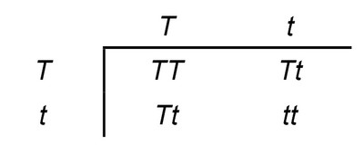 punnet square