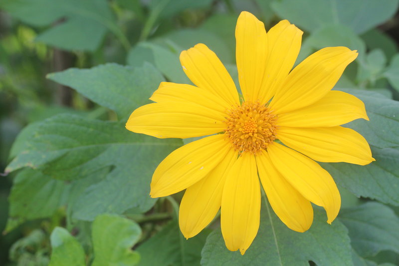 TN91 Tithonia flower