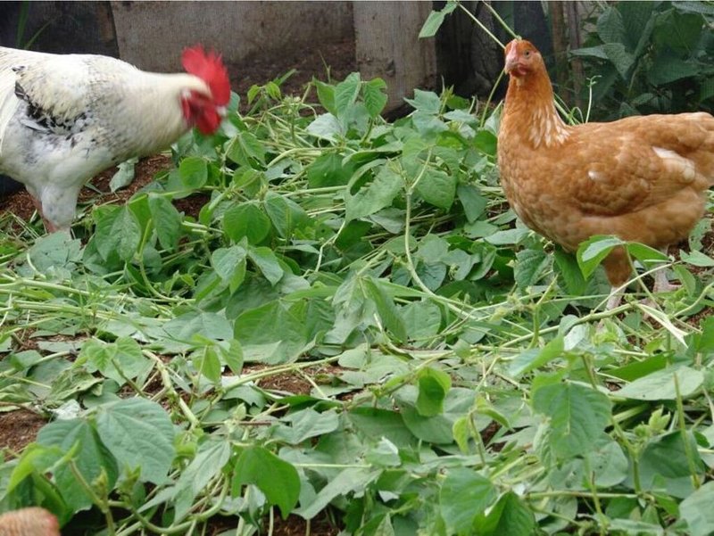 Farm Generated Feed Chicken Feed Production Echocommunity Org