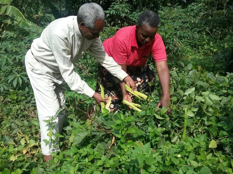 Jack Bean as an effective GMCC in East Africa