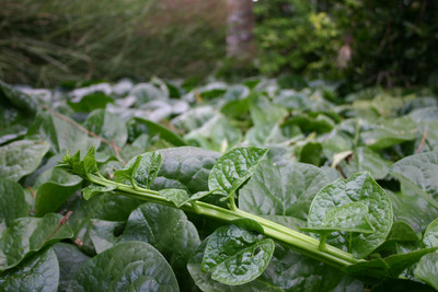 TN 59 Malabar Spinach