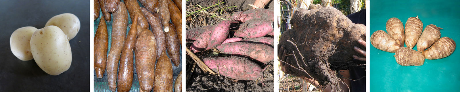 Root Crops Collage