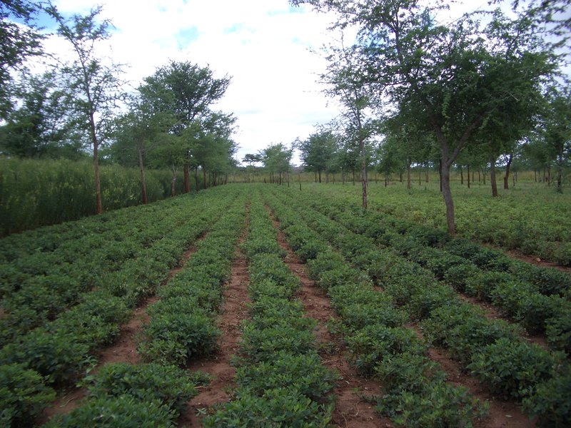 Les plantes de couverture enrichissent le sol en carbone – Le climat  aujourd'hui et demain