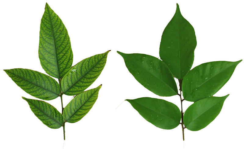 TN 79 Tree Leaves Comparison- Healthy and Unhealthy 