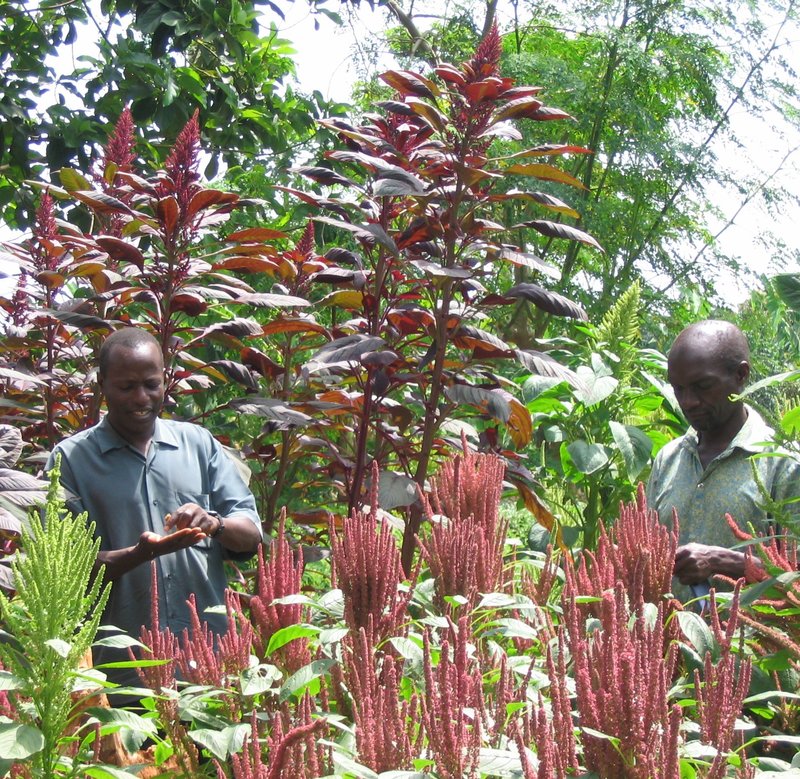 TN #16 Amaranth - New Crop Varieties 