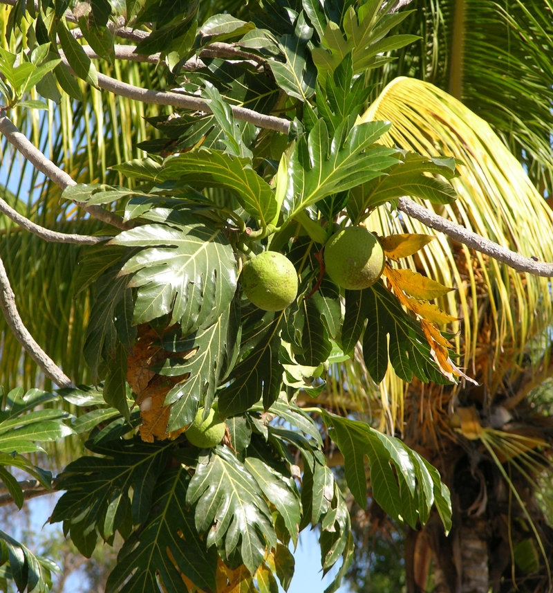 TN34 Breadfruit