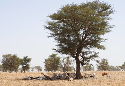 Faidherbia aldbida sheltering cattle in the dry season