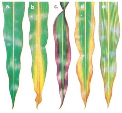 Nutrient Deficiencies Article Image4