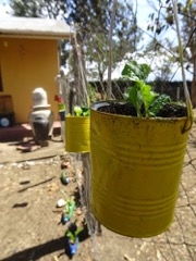 Kitchen gardens and innovative kids - growing together at Plaster House