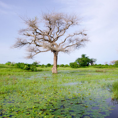 Fertilizer Trees – Guest Post