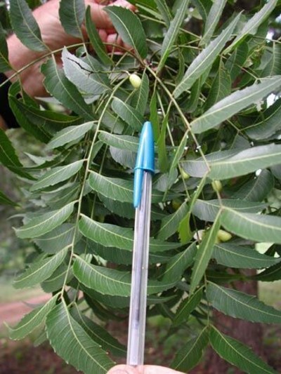 Neem for Sustainable Pest Management