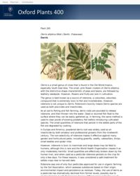 Derris elliptica (Wall.) Benth. (Fabaceae) | ECHOcommunity.org