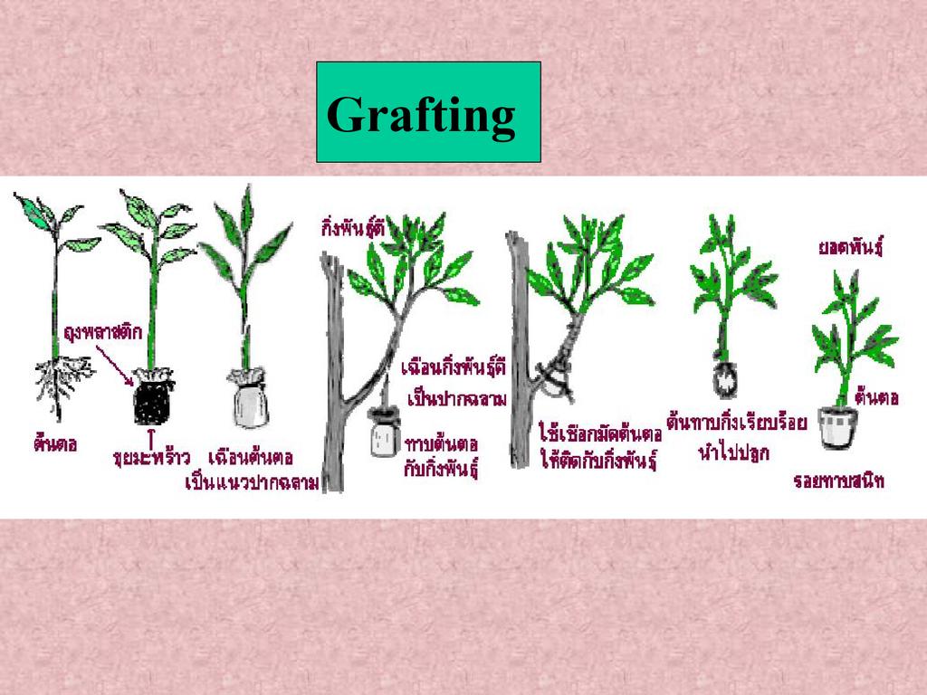 Plant Propagation