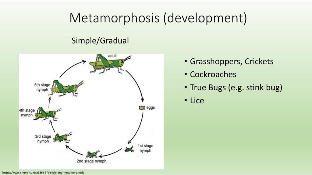 Insects and Integrated Pest Management | ECHOcommunity.org