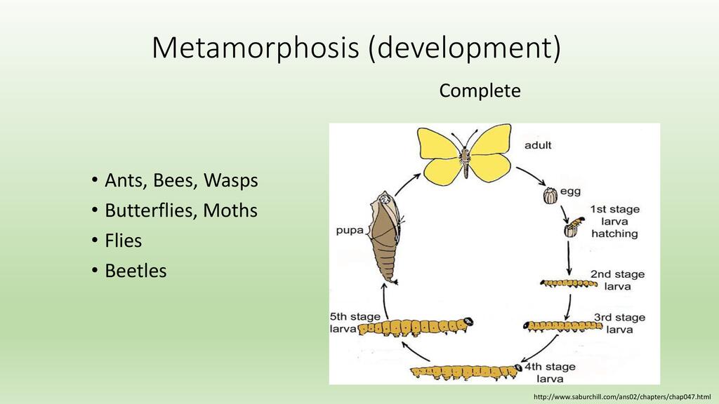 Insects and Integrated Pest Management | ECHOcommunity.org