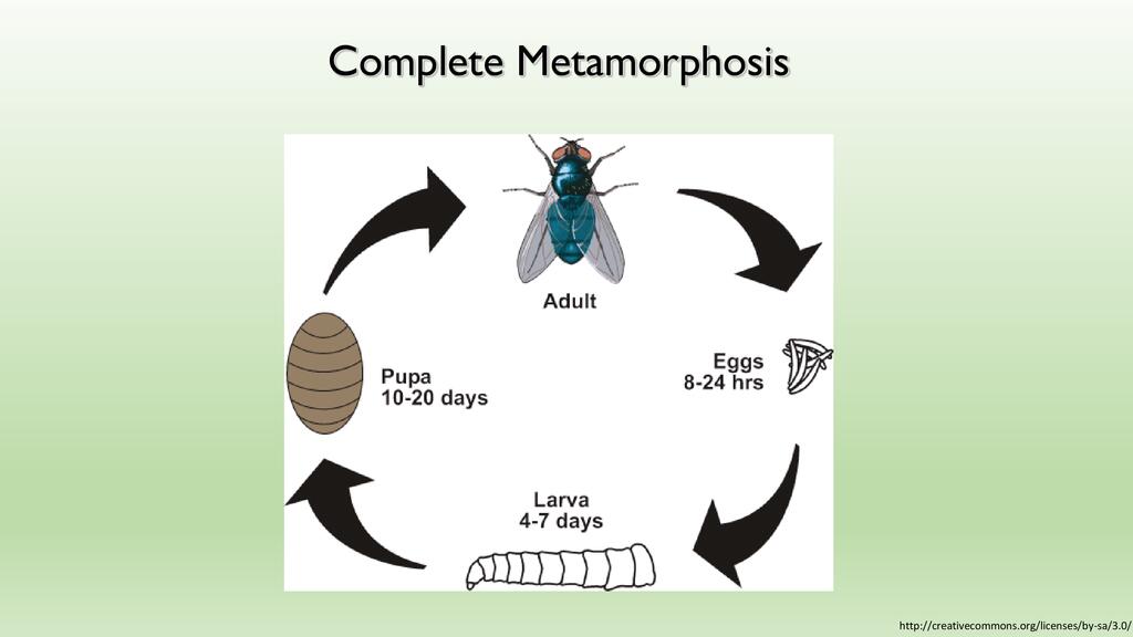 Insects and Integrated Pest Management | ECHOcommunity.org