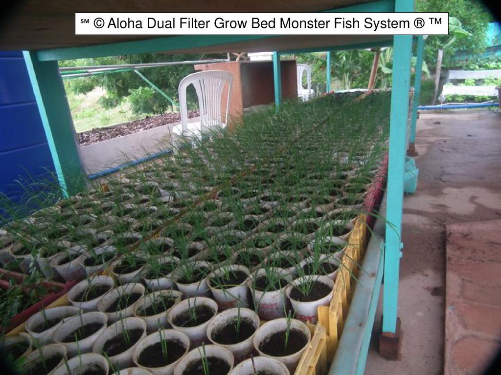 aquaponics 4 plant and commercial echocommunity.org