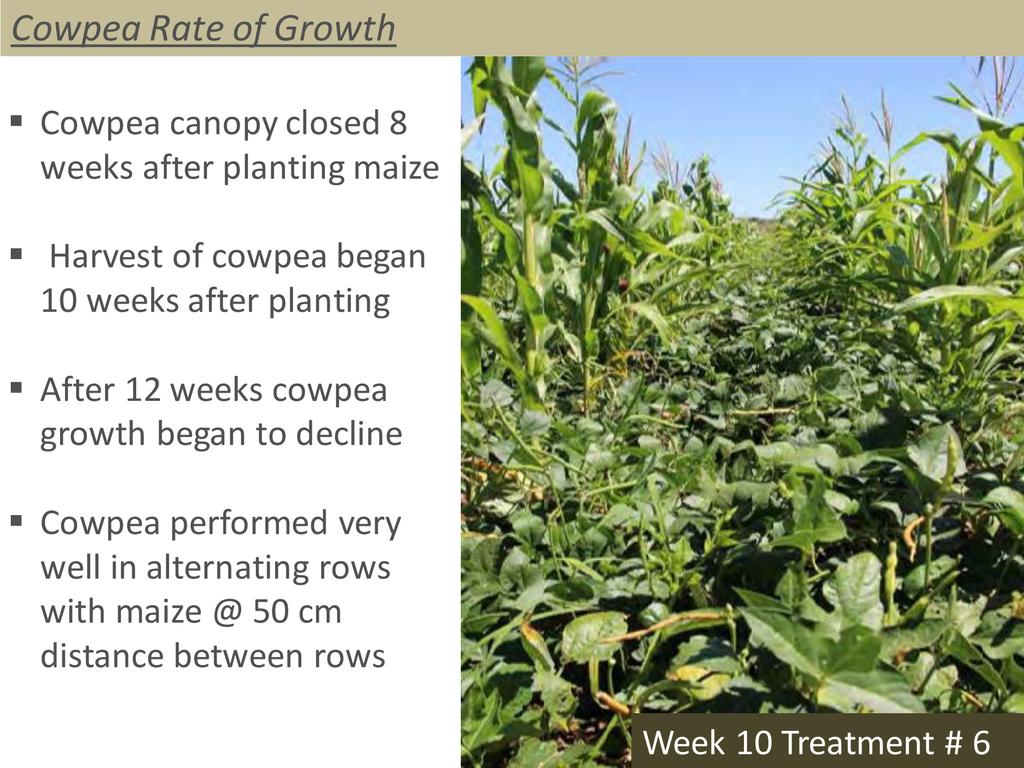 Legume Intercropping Strategies | ECHOcommunity.org