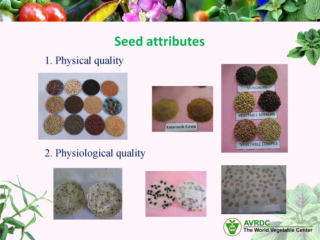 Seed base. General selection and seeding. h. priktai seedling (selection bypatcharawalai).